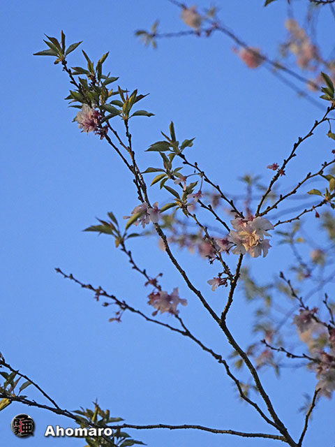 写真00