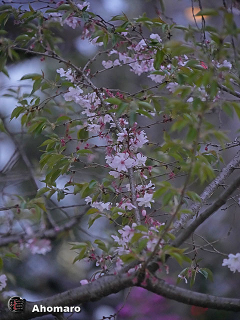 写真00