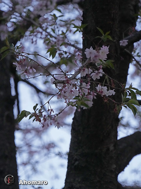 写真00