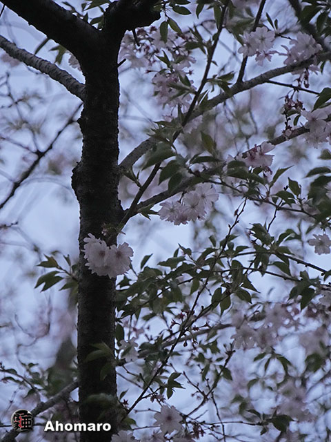 写真00
