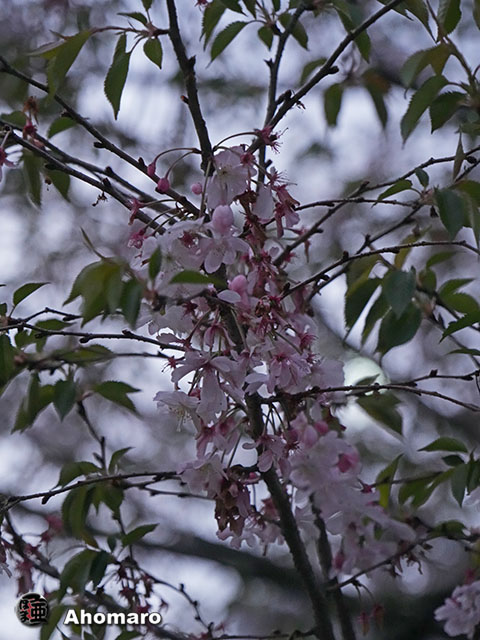 写真00