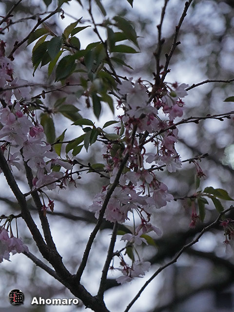 写真00