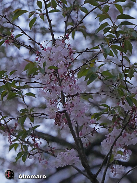 写真00