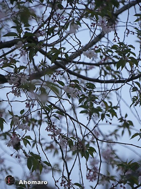 写真00