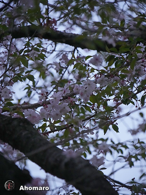 写真00
