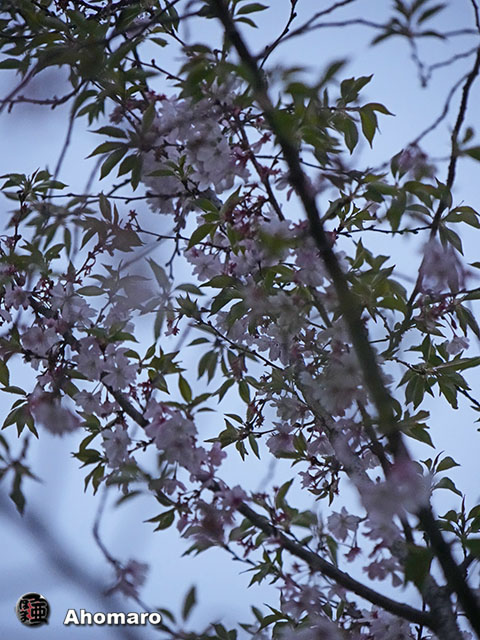 写真00