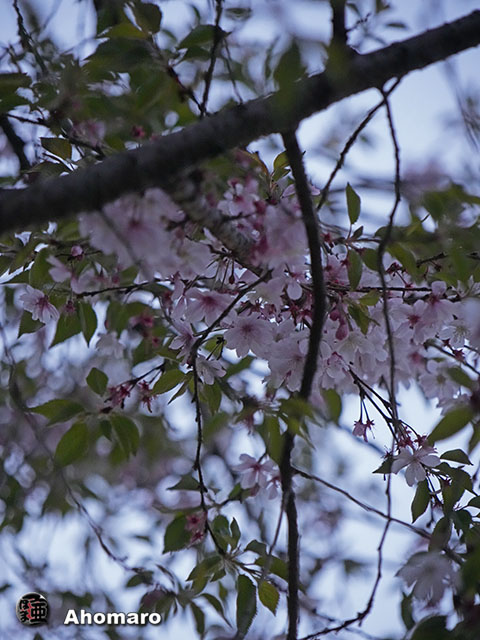 写真00