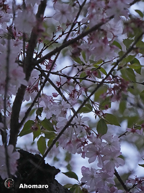 写真00