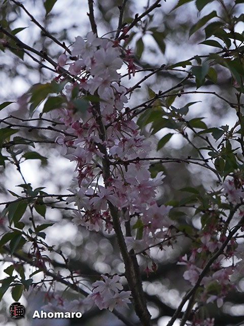 写真00