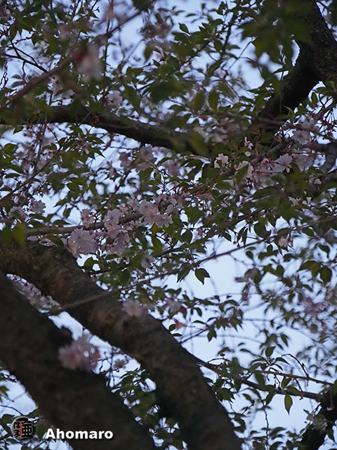 写真00