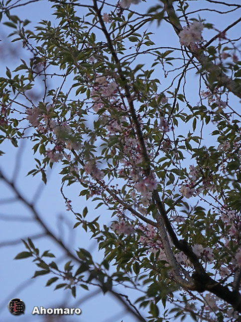写真00