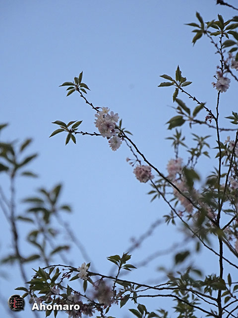 写真00