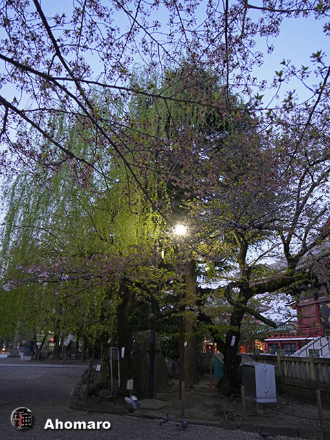 写真00