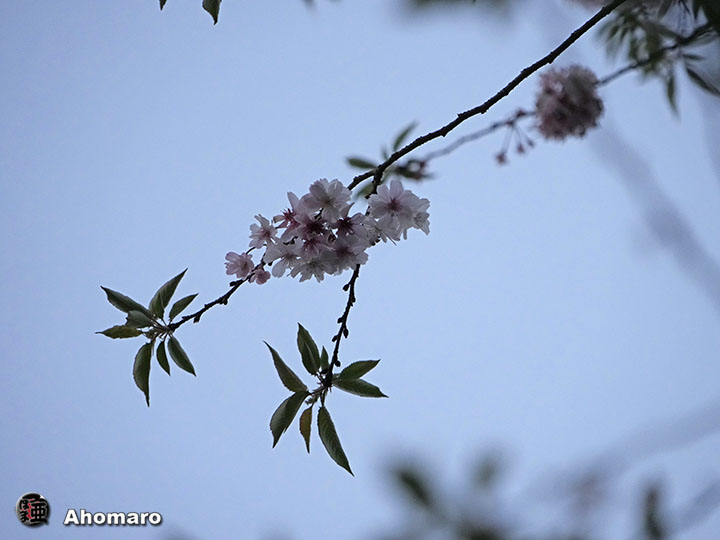 写真00