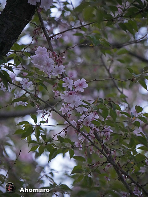 写真00