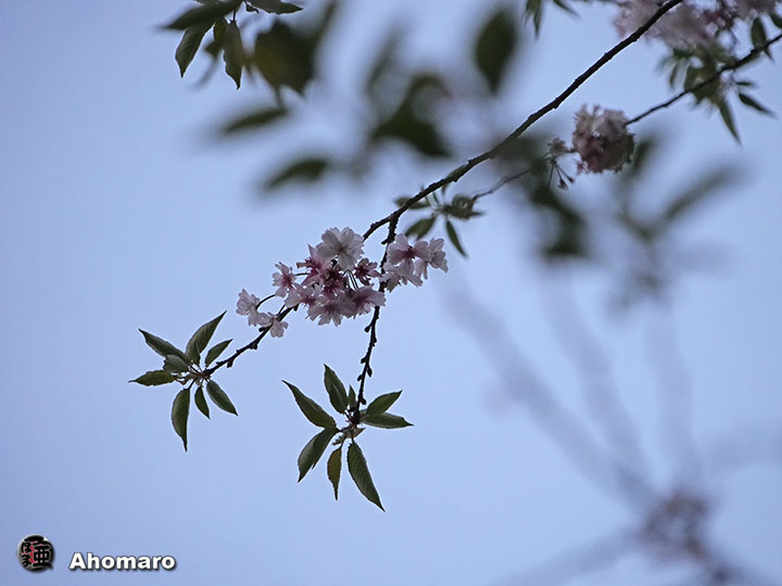 写真00