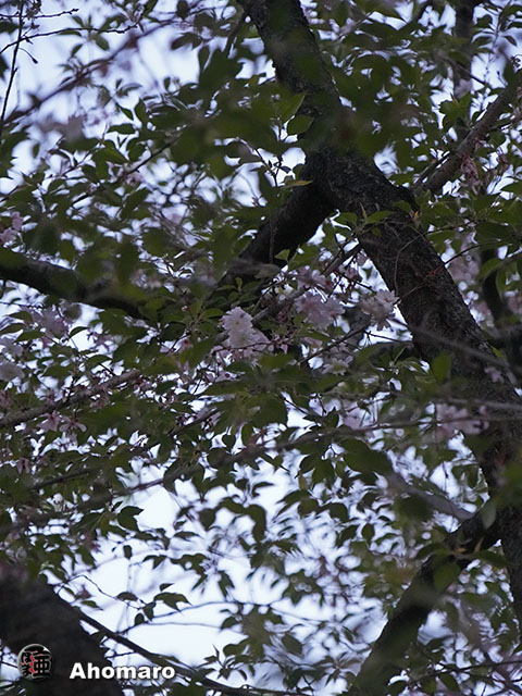 写真00