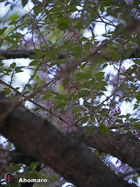 写真00