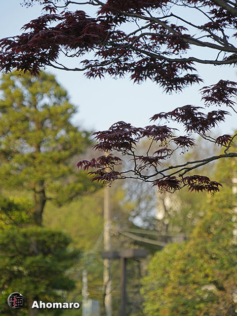 写真00
