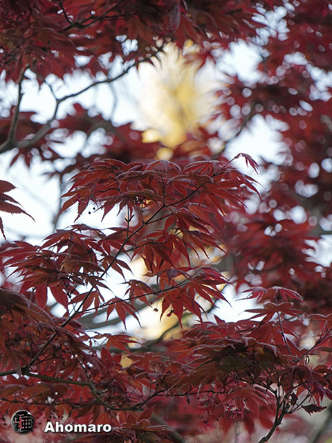 写真00