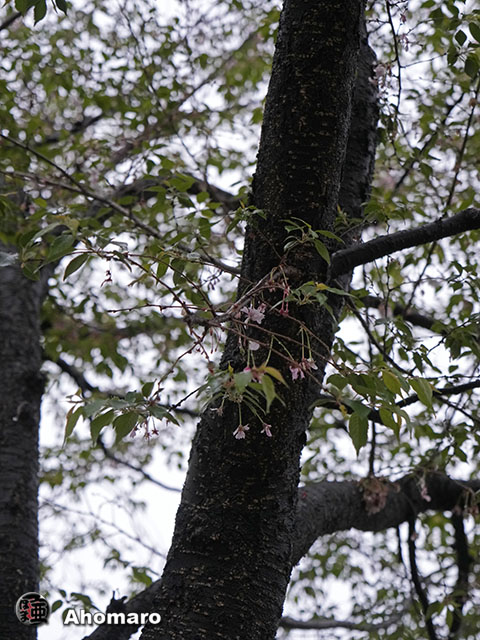 写真00