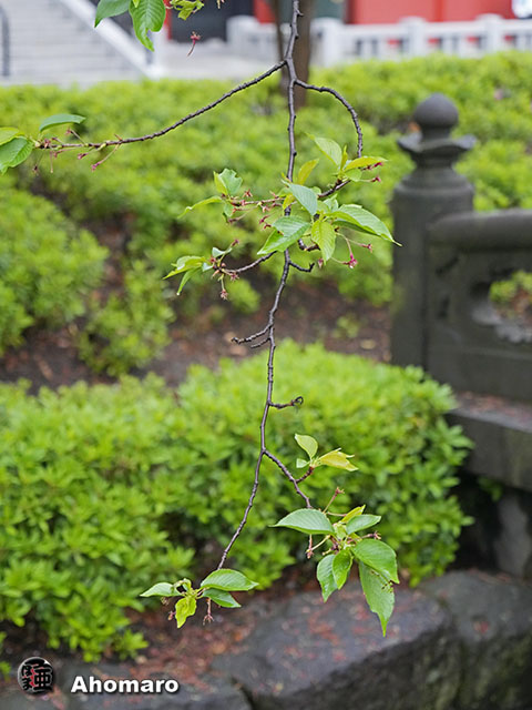 写真00
