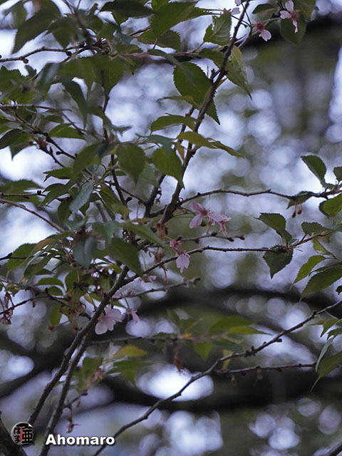 写真00