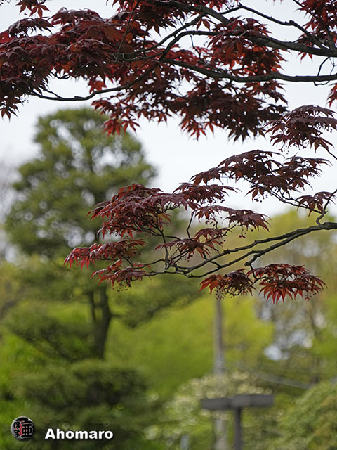 写真00