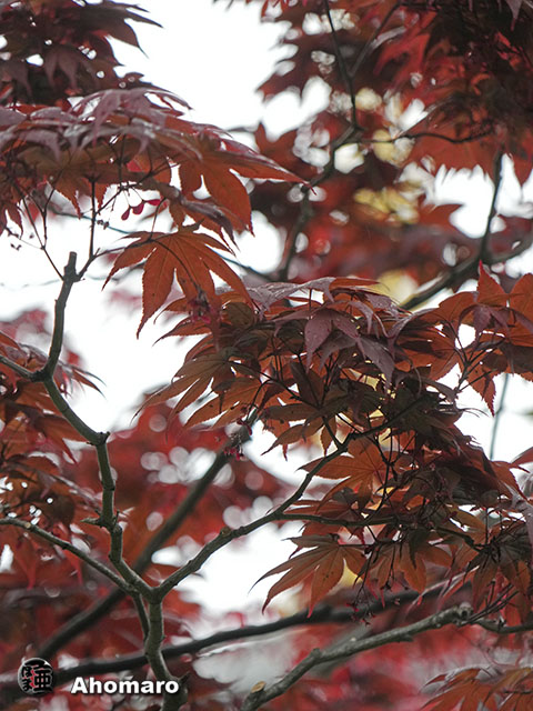 写真00