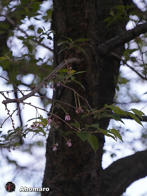 写真00