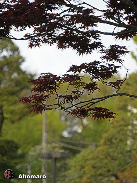 写真00