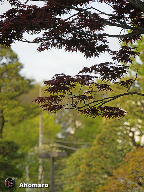 写真00
