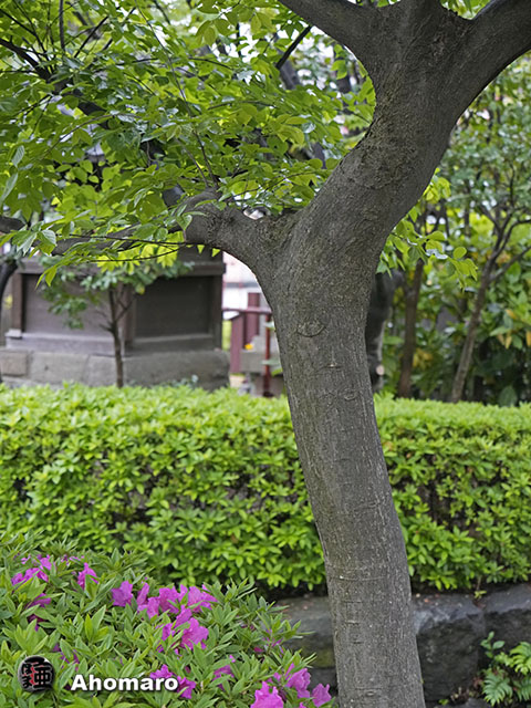 写真00