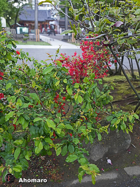 写真00