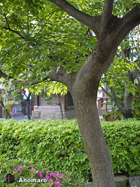 写真00
