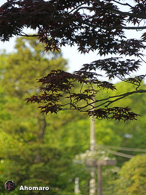 写真00