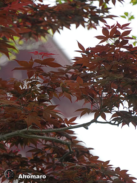 写真00