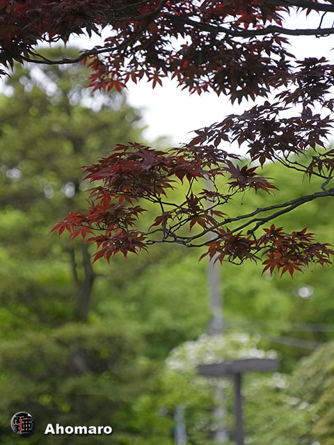 写真00