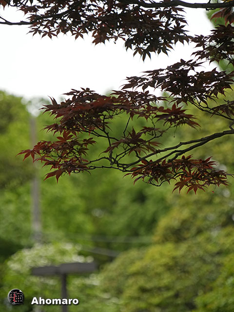 写真00