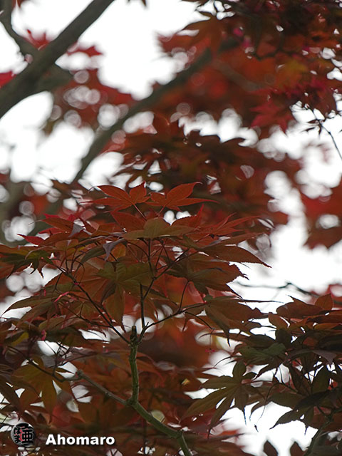 写真00
