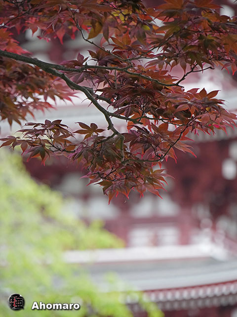 写真00
