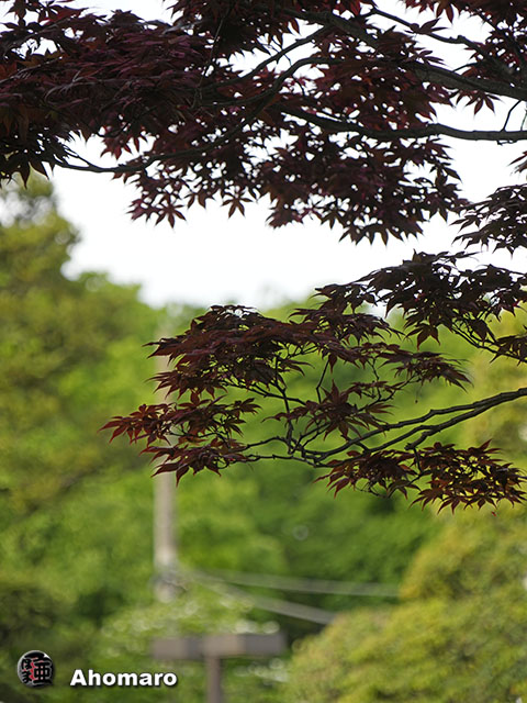 写真00