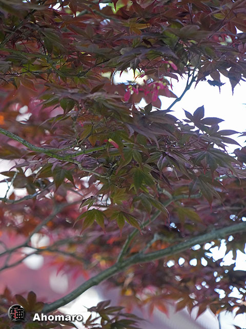 写真00