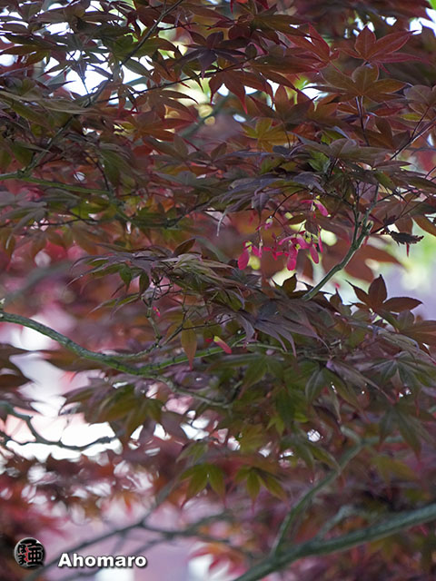 写真00