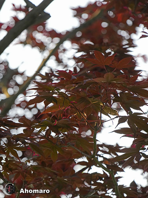 写真00