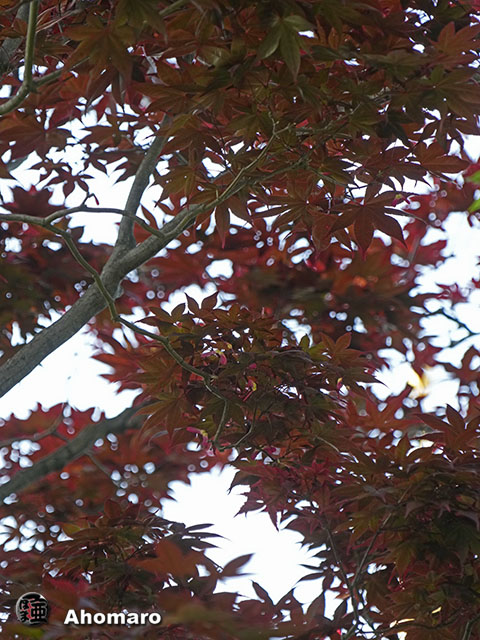 写真00