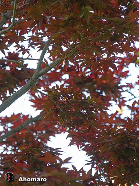 写真00