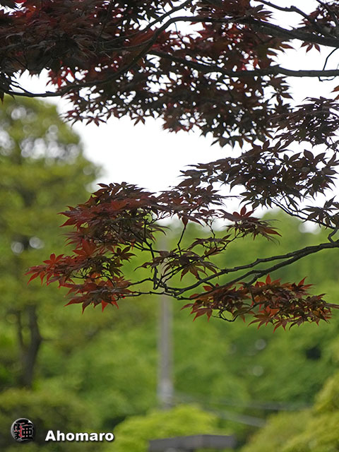 写真00
