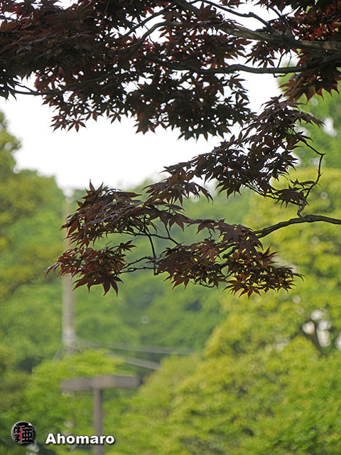 写真00