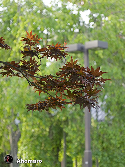 写真00